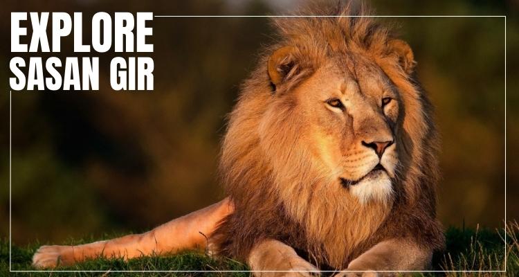 gir lion safari booking