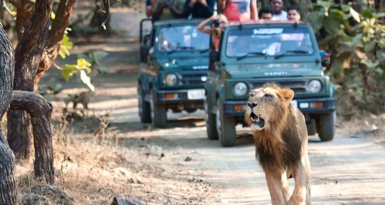 gir lion safari booking