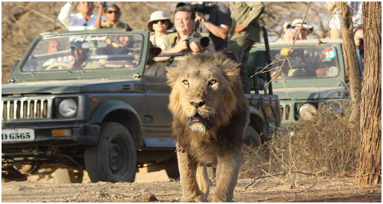 best resorts in sasan gir