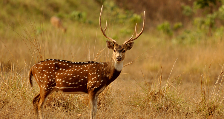 best resort near Gir National Park
