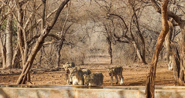 gir national park