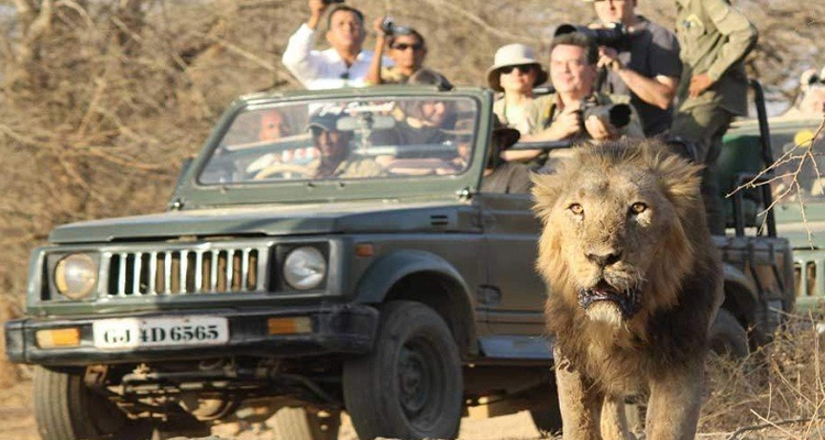 gir jeep safari booking