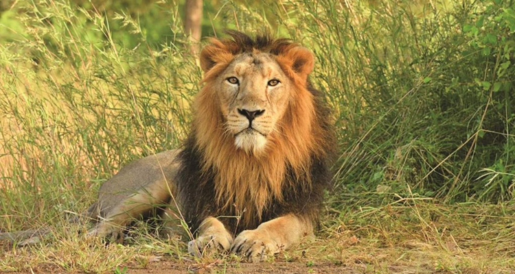 resorts booking near gir national park