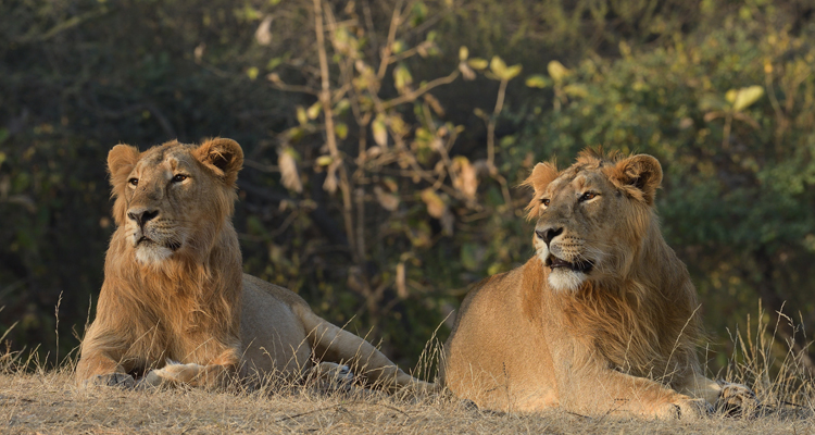 hotels & resorts in Gir National Park
